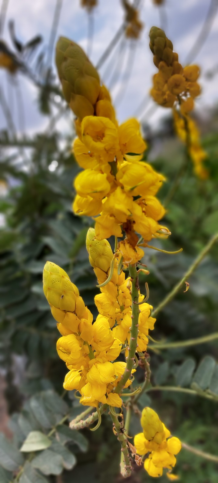 nature#ashok