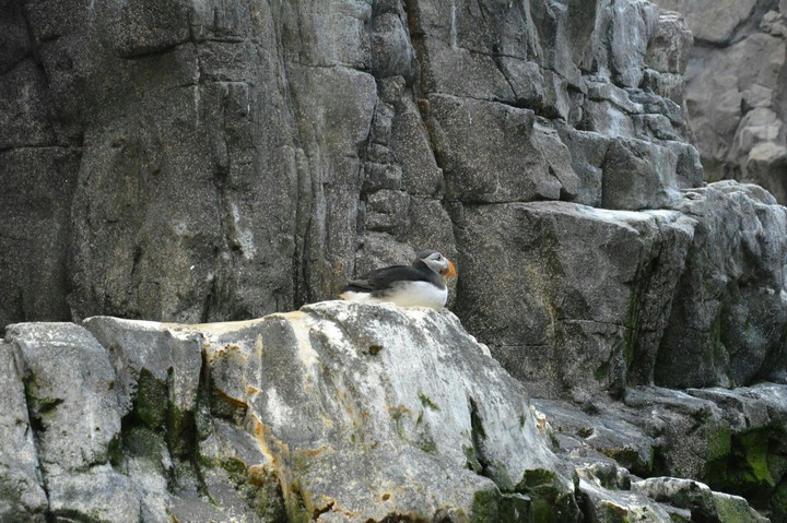Puffin