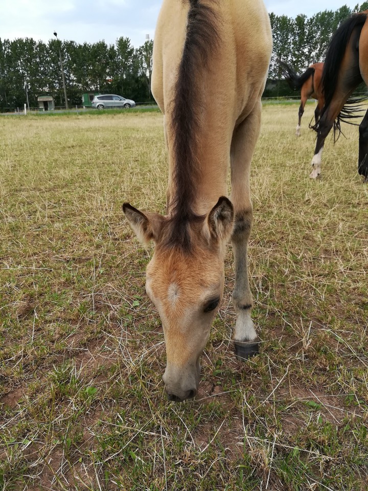 sweet horse