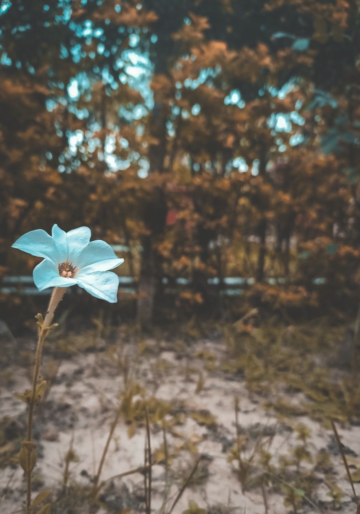 flower