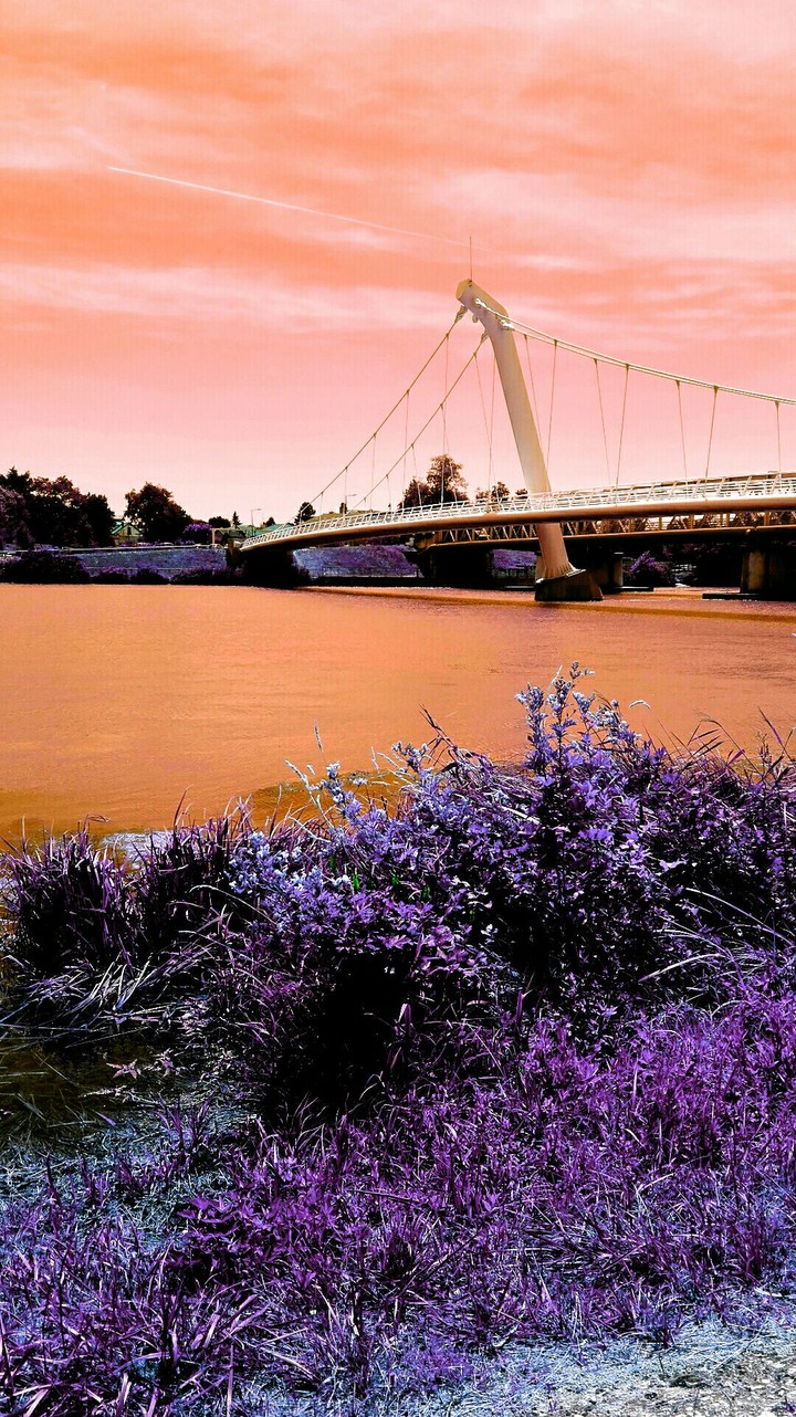 Vue oranger violette