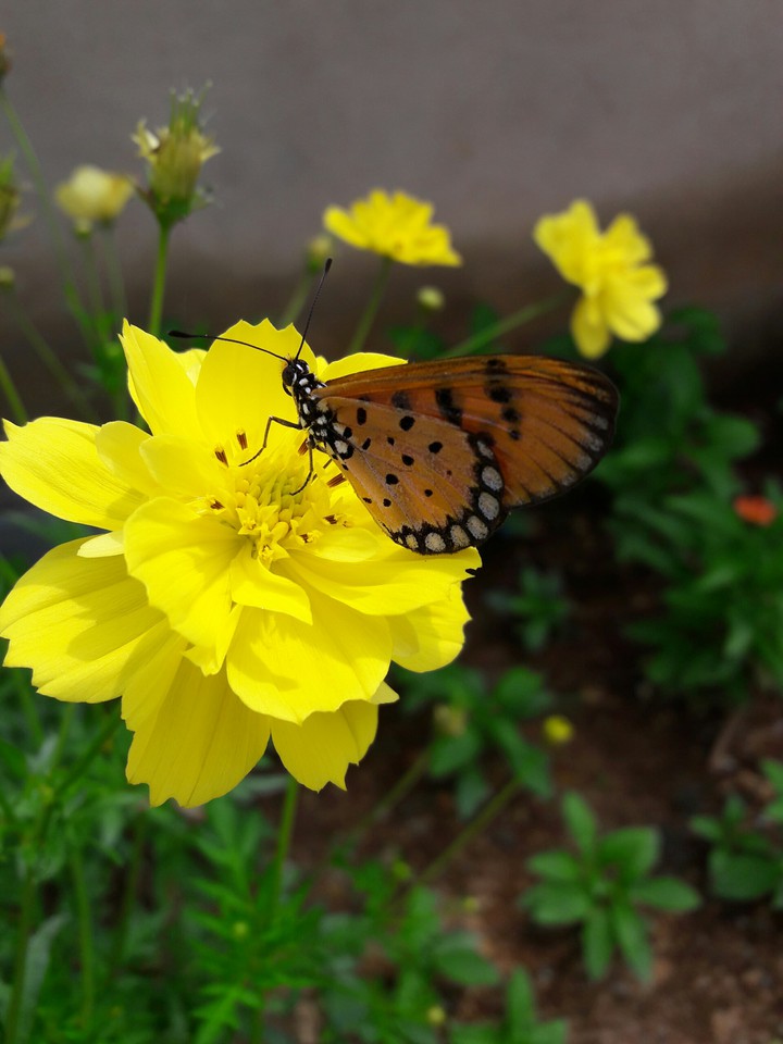 Butterfly
