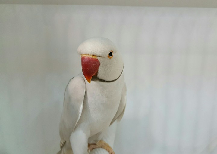 White.