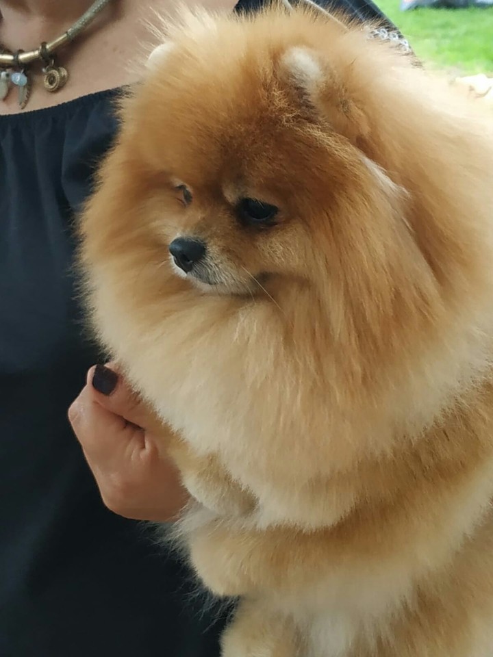 dogs