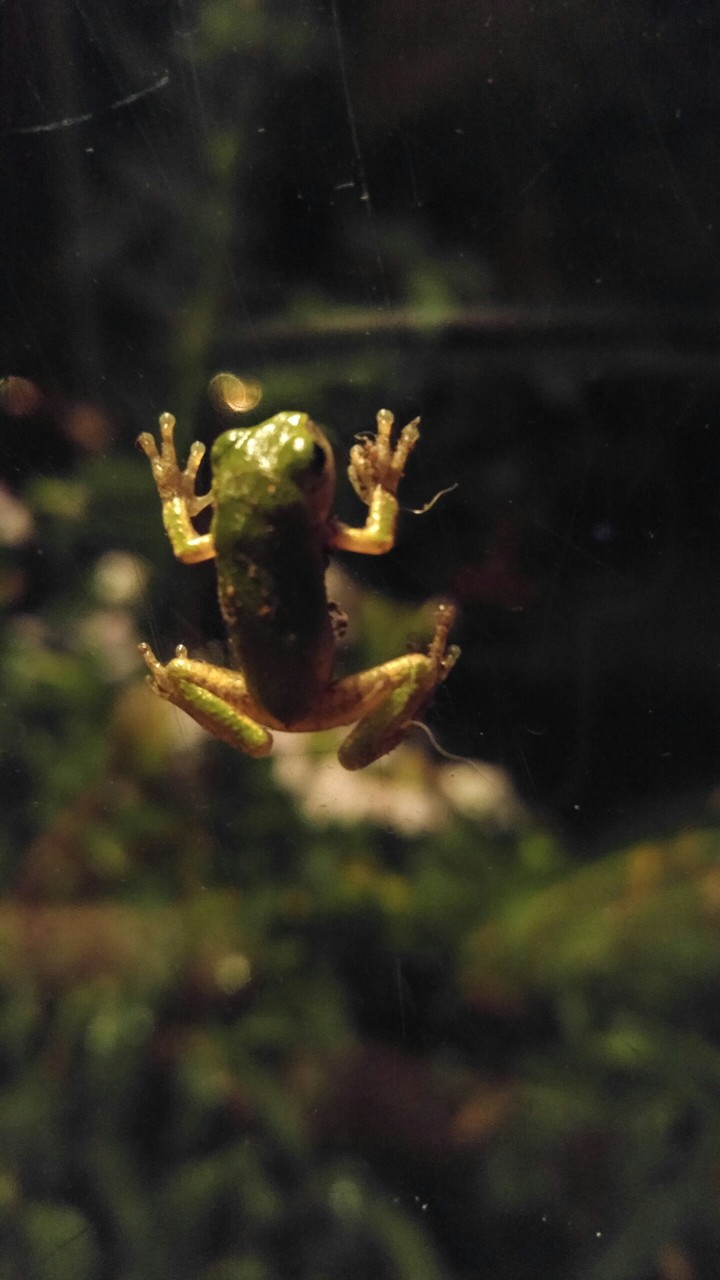 Tree Frog