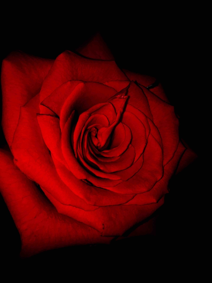 #the Rose#Red