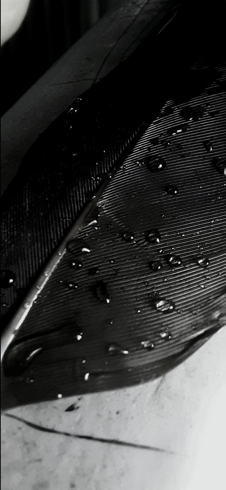 drop on wing of a bird