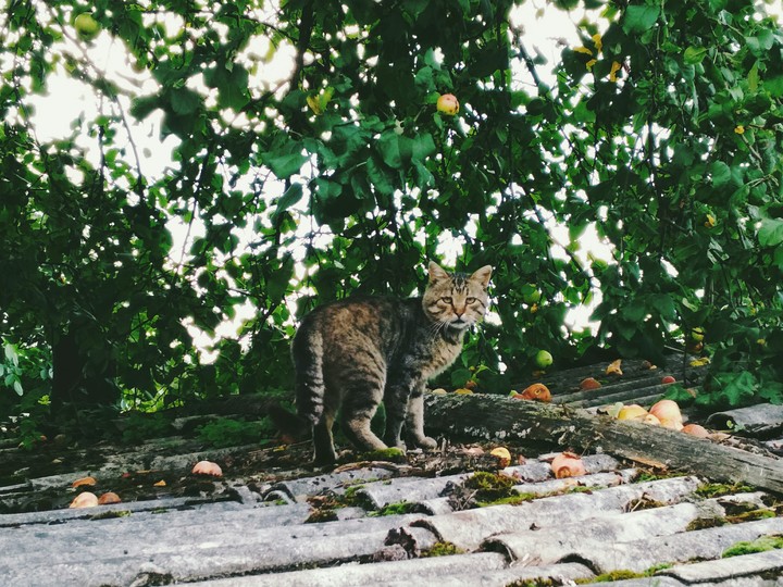 кот