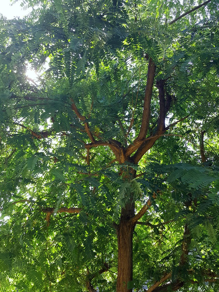 tree