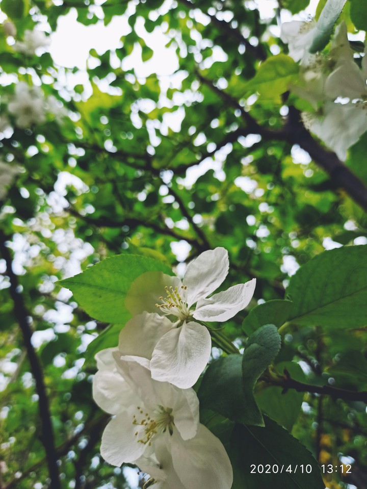 cherry-apple tree