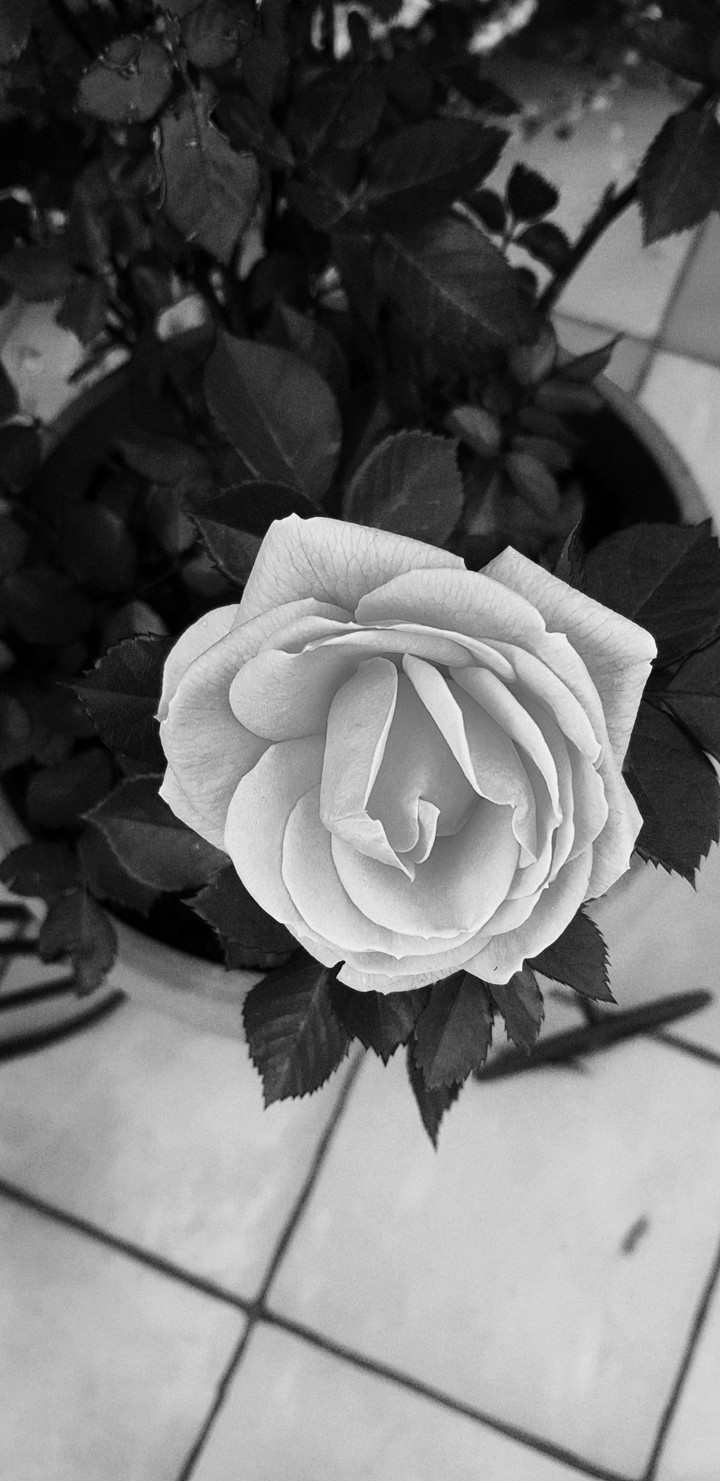 Flower B/W