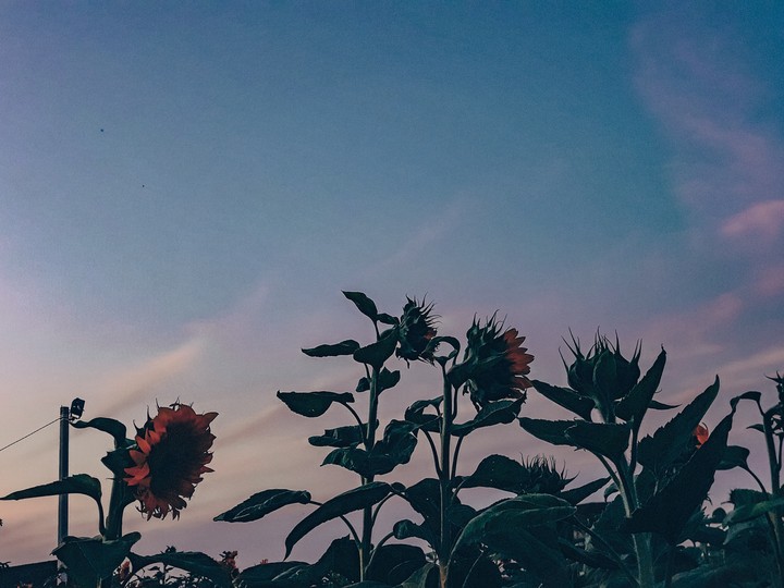 .sunflower.