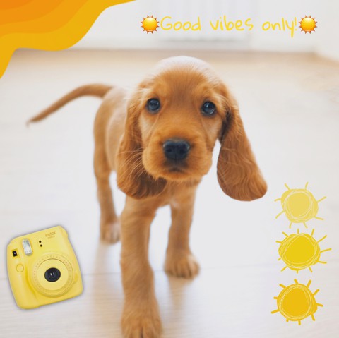 #dog