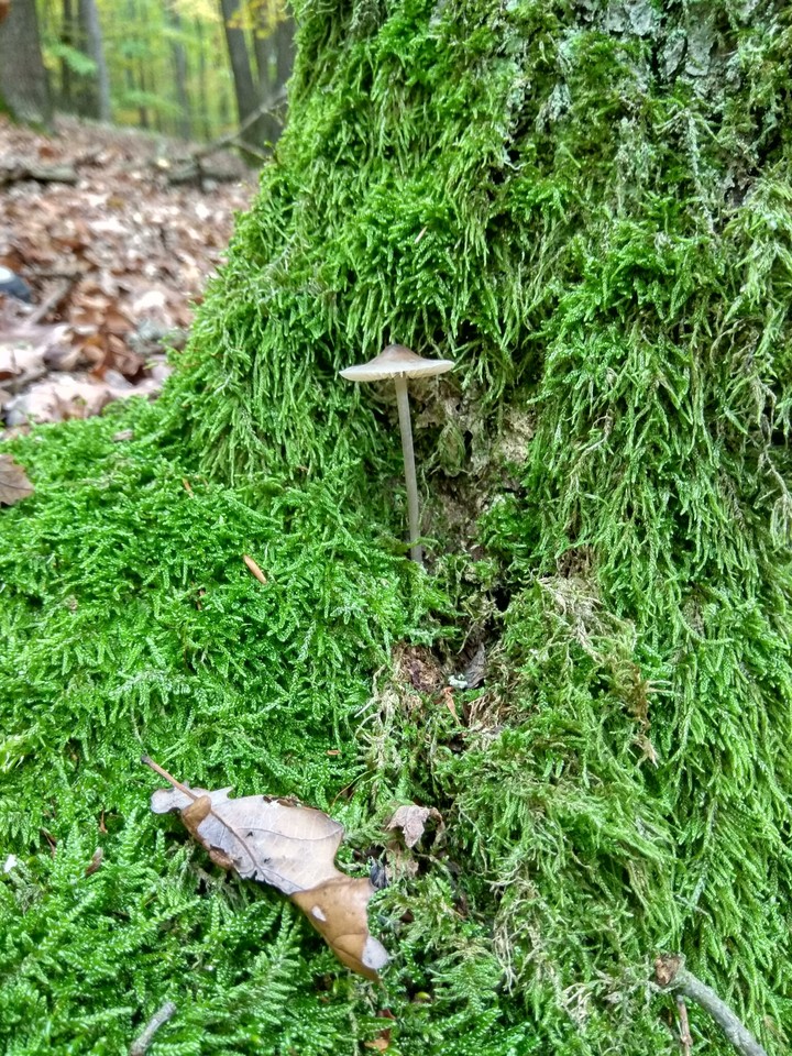 Hidden in the moss