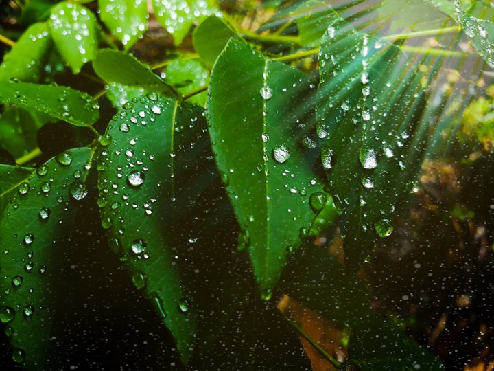 Drops