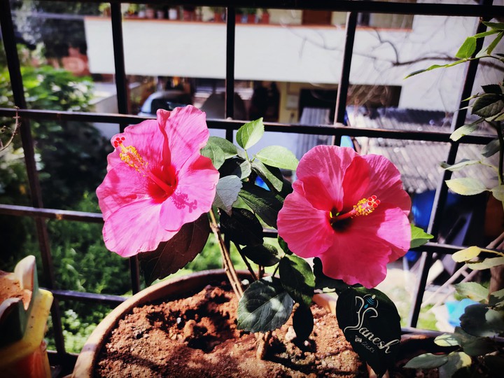 flowers