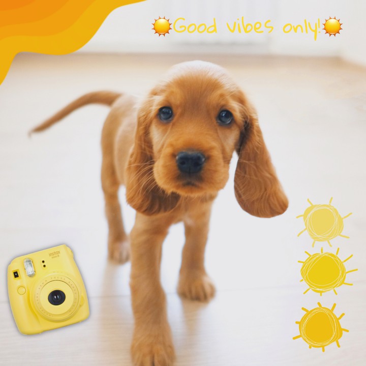 #dog