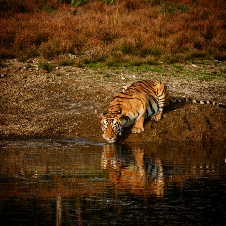 thirsty beast...