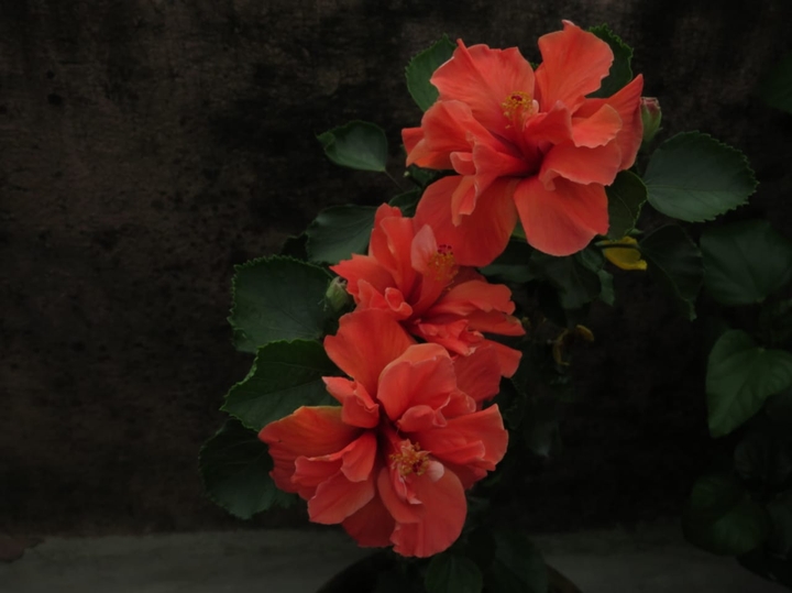 Hibiscus