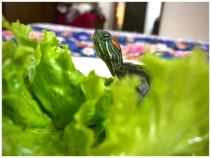 turtle