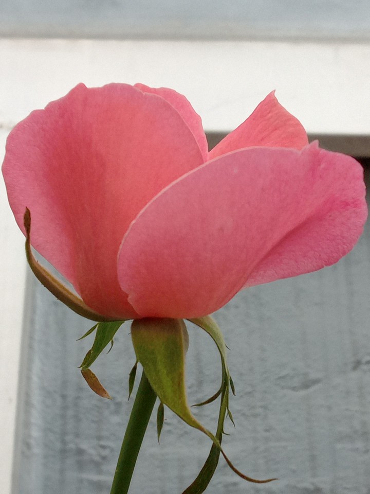 Rosa
