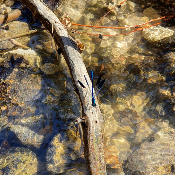 Dragonfly