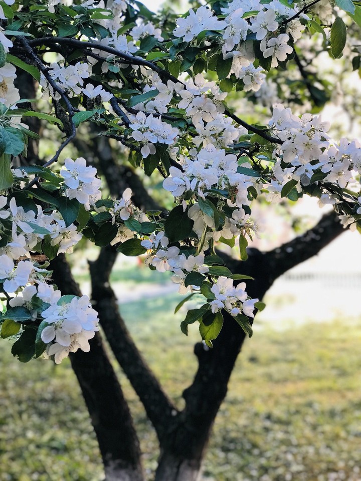 Apple tree