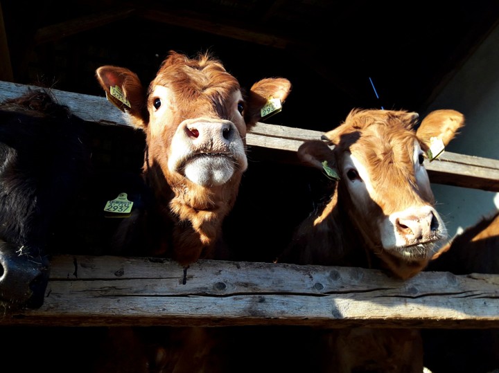cattle