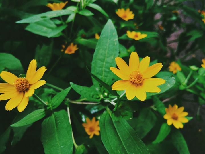 Flower