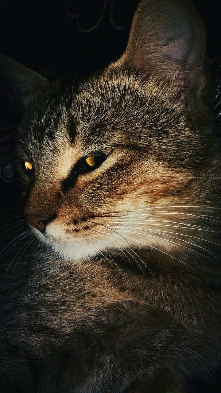 meow meow cat