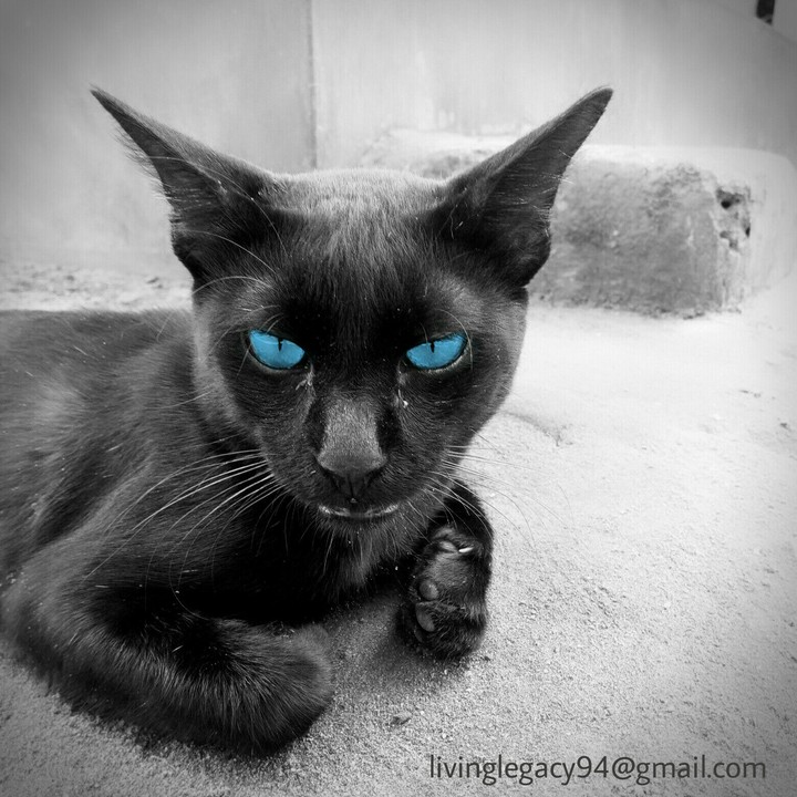 Bagheera