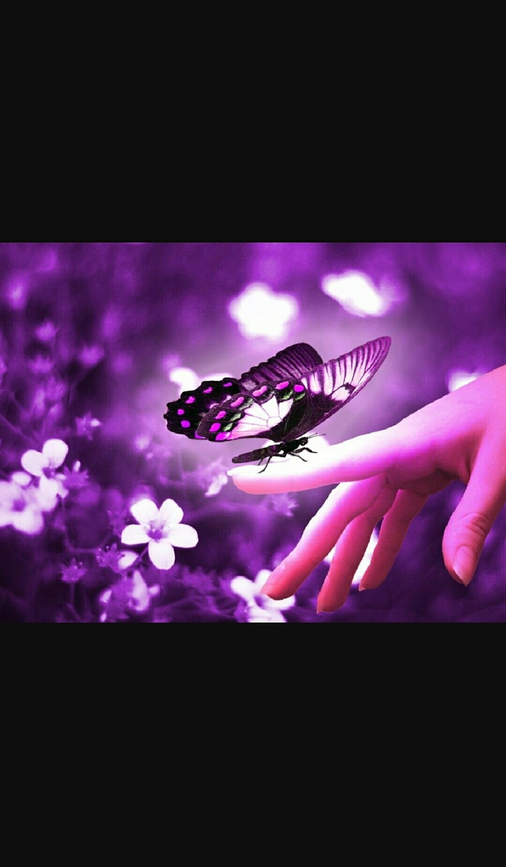 butterfly