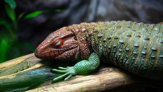 verde reptil