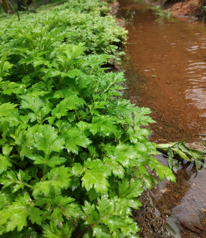 tiny river