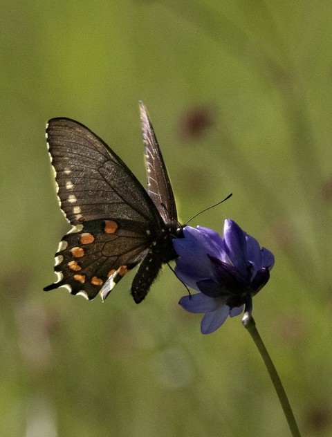 pollinator, flower壁紙
