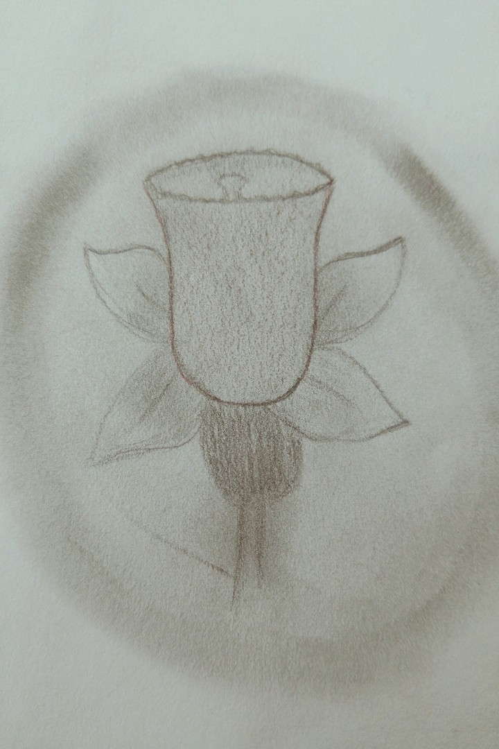 Glockenblume (Zeichnung)