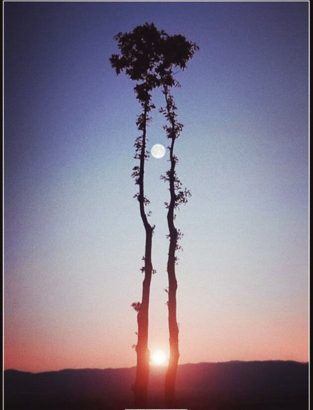 Wonderful trees
