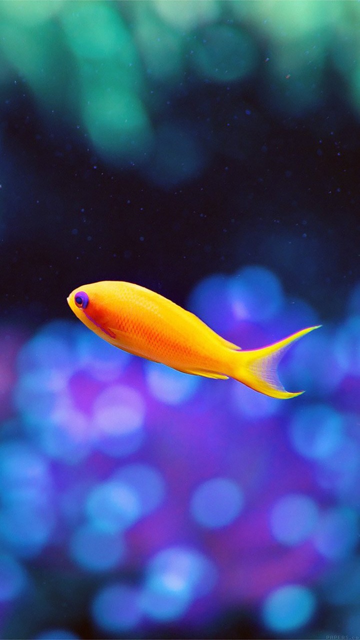 petit poisson