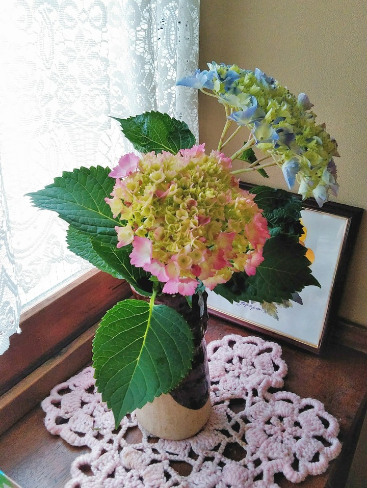 hydrangea