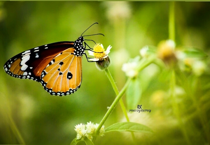 photography