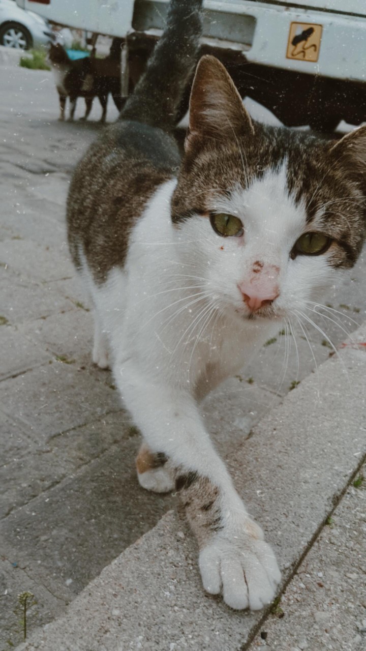 catwalk