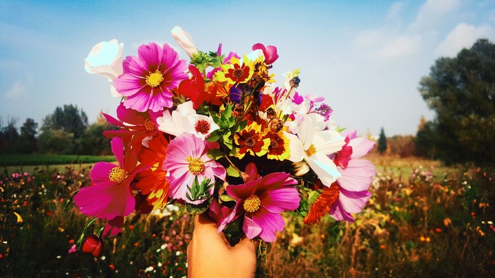 flowers⚘⚘⚘