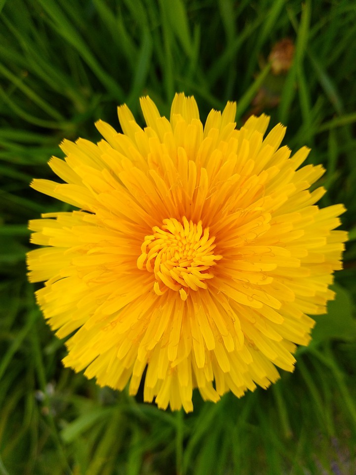 Blüte