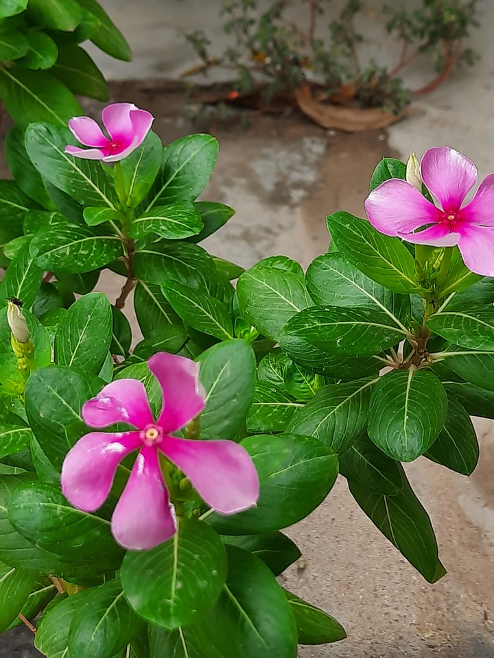 blossom flowers