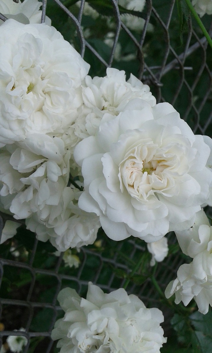 White roses