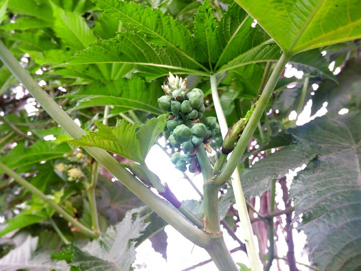 Cellphone photography