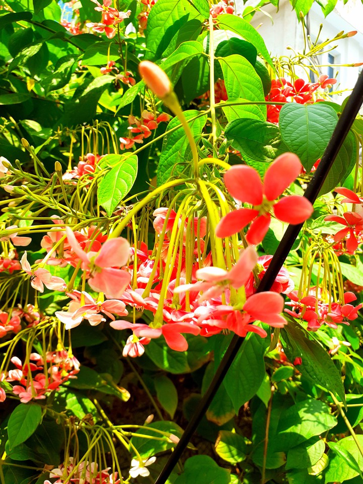 flowers