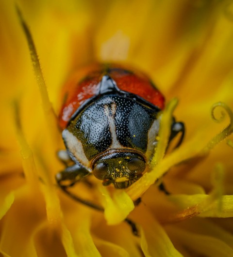 insect, invertebrate Hintergrundbilder