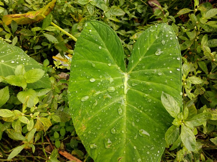 Water droplets