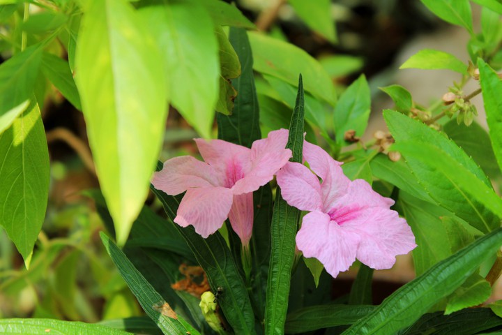 pink flower